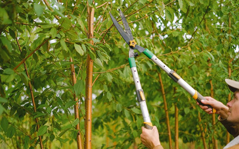 Tree trimming in Thonotosassa, FL
